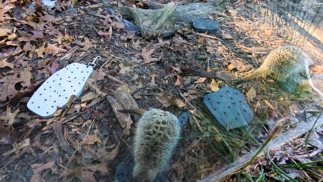 멜버른 동물원 에 있는 서식지 를 적극적으로 탐구 하는 수리카트 들