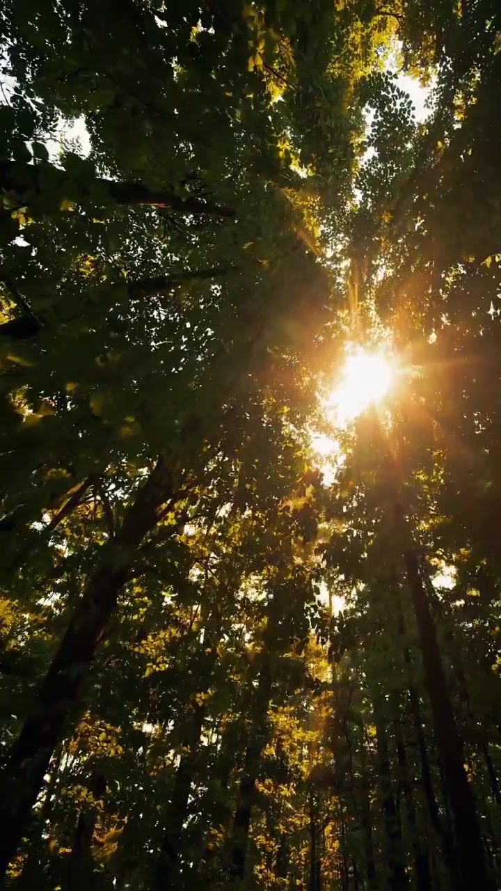 Sunlight Filtering Through Dense Forest Canopy