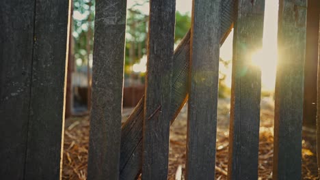 sun shining through a wooden fence. golden sunrise. old gray gate.