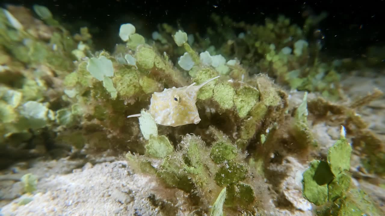 A small Longhorn Cowfish finding shelter in seagrass