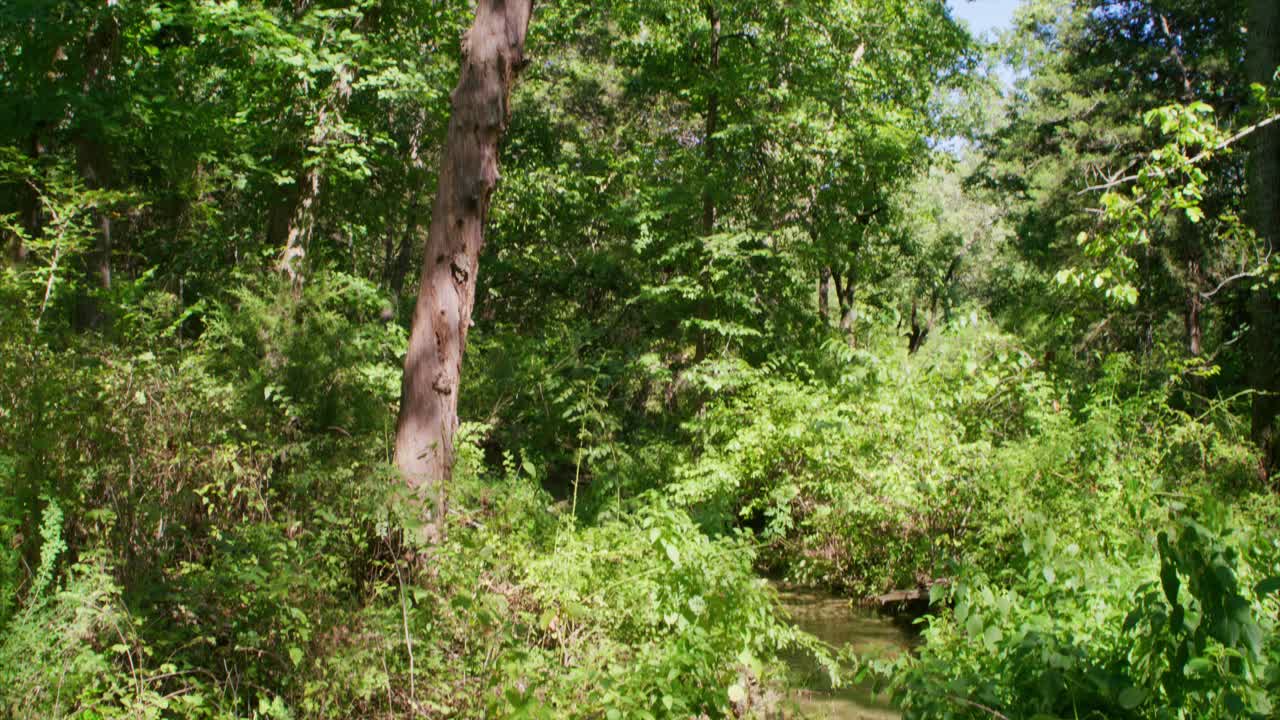 Inclinazione verso il basso: Alberi alti e fiume che scorre con fogliame lussureggiante