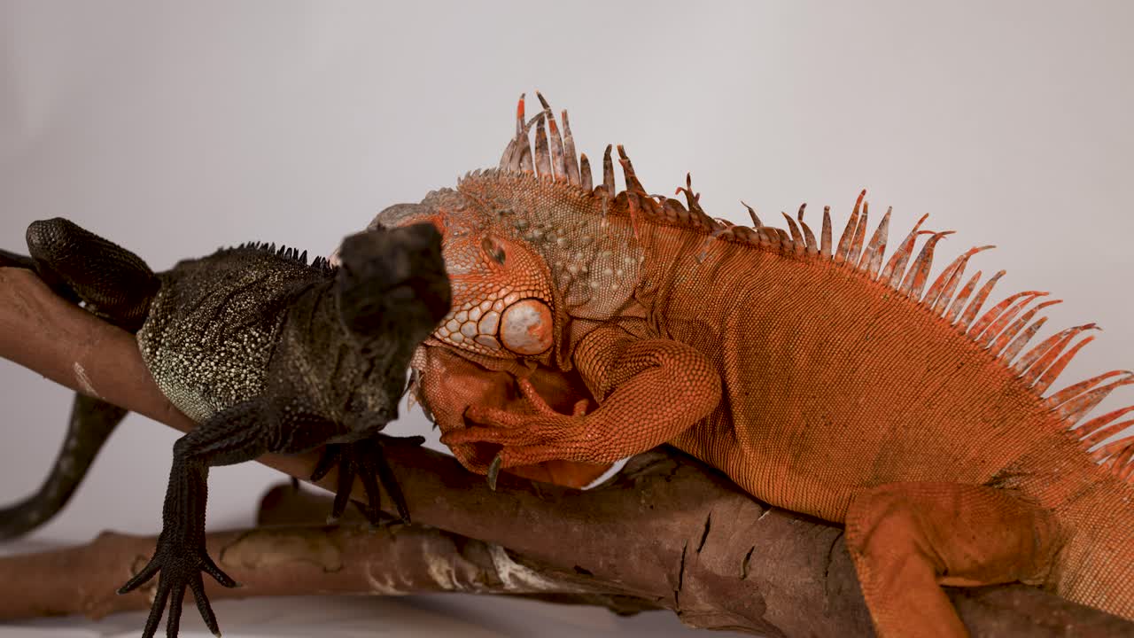 Zwei exotische Leguane ruhen sich auf einem Holzzweig vor einem neutralen Studio-Hintergrund im Profil aus