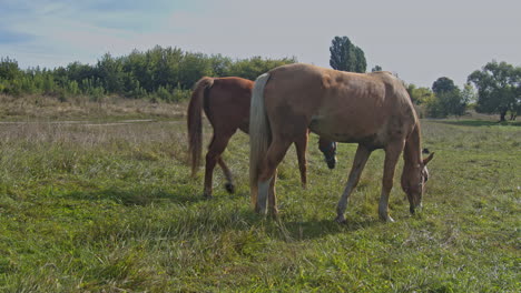 los hermosos caballos pastan pellizcando la hierba
