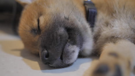 little shiba puppy sleeping on floor