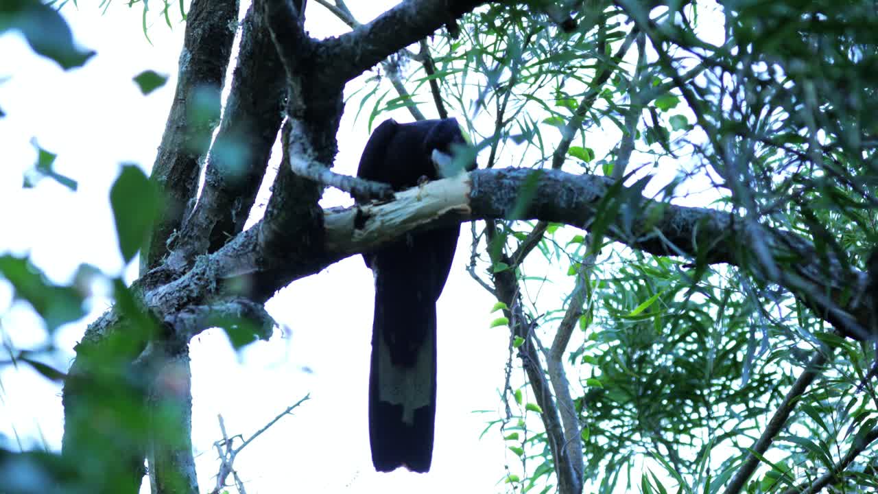 애벌레, 클로즈업, 일라와라, 뉴사우스웨일즈, 호주, 4k 60fps를 찾기 위해 부리가 있는 노란색 꼬리 검은색 앵무새