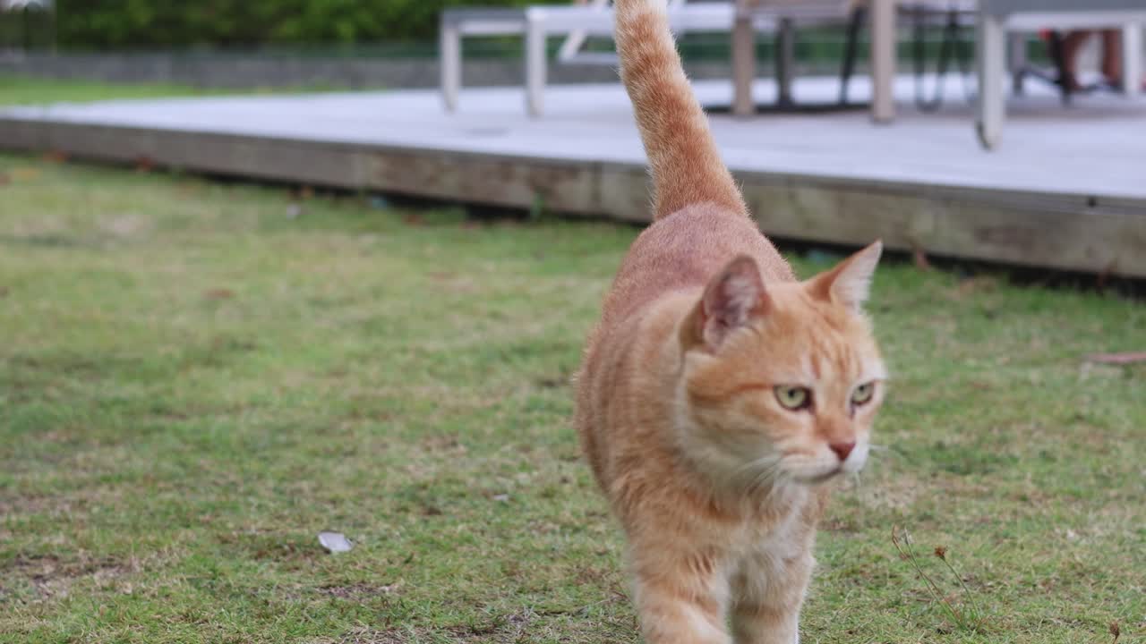 오렌지색 고양이가 야외에서 카메라를 향해 고 있다