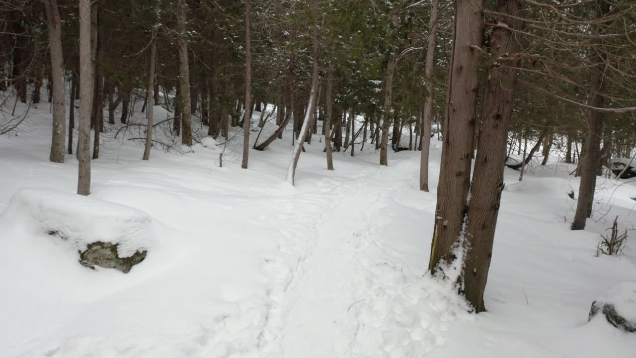 눈 덮인 겨울 숲을 여행하는 드론 보기