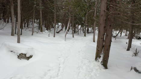 Drohnenansicht,-Die-Durch-Einen-Schneebedeckten-Winterwald-Reist