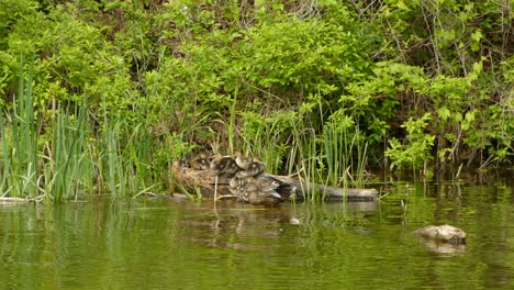 clip de una familia de patos en un río