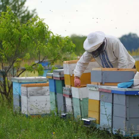 Beekeeper inspecting hives in summer. Experienced apiarist working on a bee farm among beautiful green nature