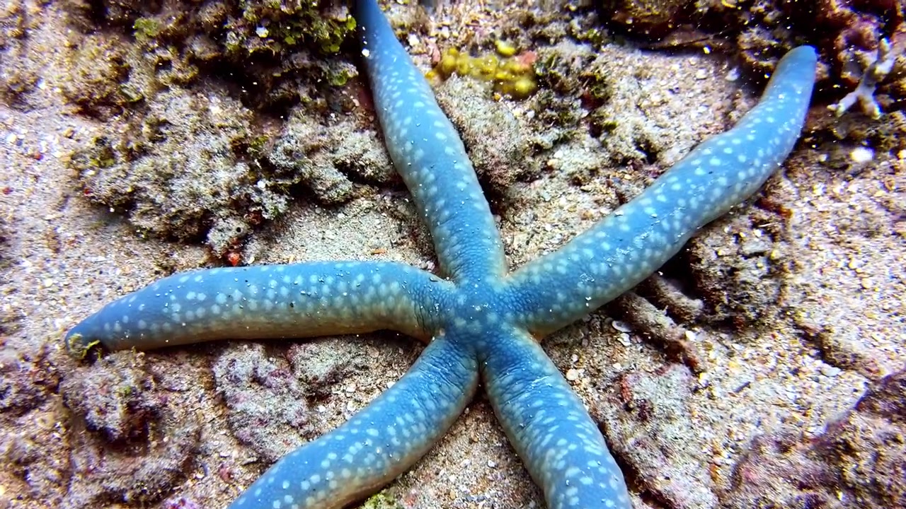 Un primo piano dettagliato di una stella marina Linckia di un blu brillante adagiata su un fondale marino sabbioso e pieno di detriti.