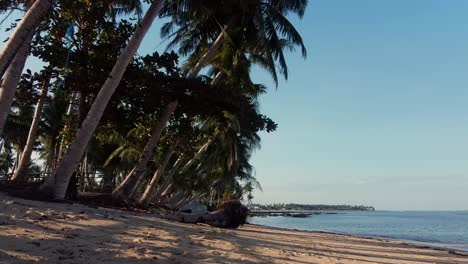 Kokospalmen-Am-Meer-Brechen-Zusammen-Und-Neigen-Sich-Aufgrund-Der-Sanderosion-An-Der-Küste