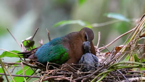 the common emerald dove is common to asian countries and it's famous for its beautiful emerald coloured feathers