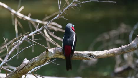 Von-Hinten-Gesehen,-Nach-Links-Und-Dann-Nach-Rechts-Blickend,-Fliegt-Dann-Weg,-Schwarz-roter-Breitschnabel,-Cymbirhynchus-Macrorhynchos,-Kaeng-Krachan-Nationalpark,-Thailand