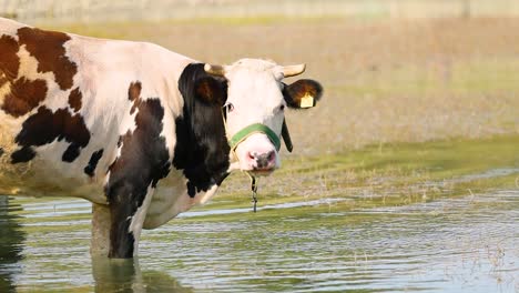 cow drinking water from a lake and looking at the camera