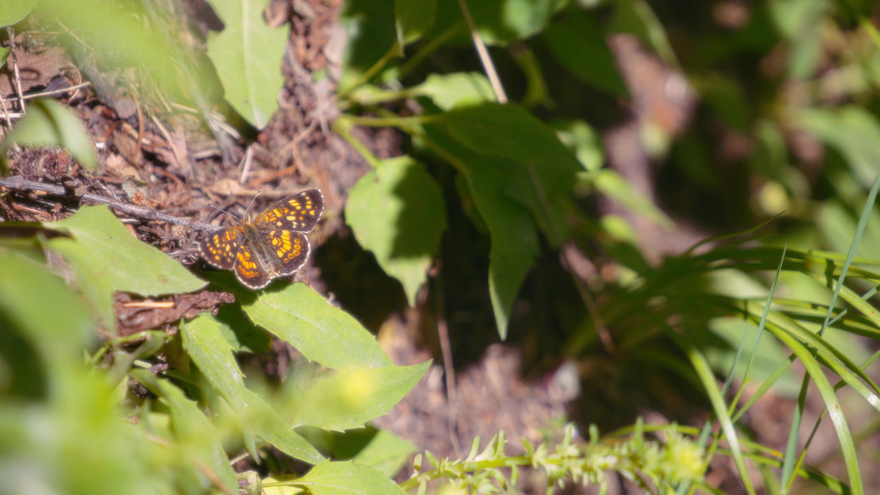 Farfalla mezzaluna perlata arancione e nera nel giardino