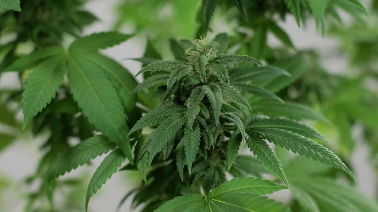 Coltivazione di piante di cannabis. Ricerca sulla cannabis per uso medico, raccolta dati. Ricerca sull'olio di canapa. Produzione di marijuana.