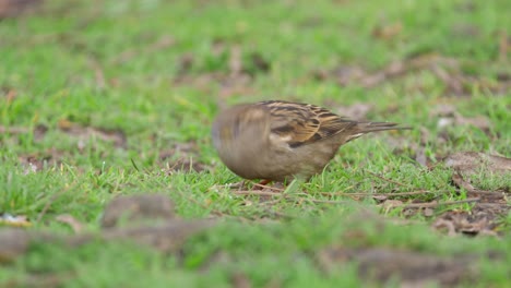 Female-house-sparrow-feeding-on-green-grass---close-up-slow-motion