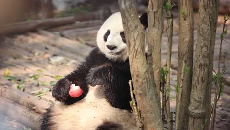 a panda relaxes while eating at the chengdu panda research center in china