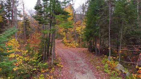 exploring an abandoned hiking road somewhere at mont tremblant, québec, canada