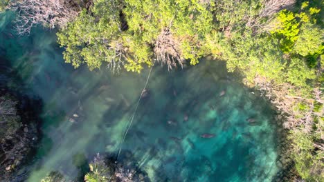 Aerial-sprial-up-of-manatee-herd-in-clear-natural-spring-water