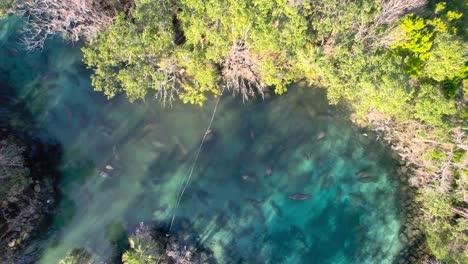 espiral aéreo de un rebaño de manatíes en aguas de manantial naturales claras