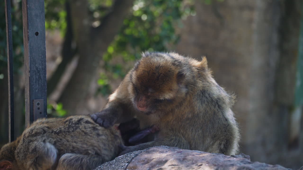 familia de monos con un bebé en las rocas en gibraltar en un día ventoso