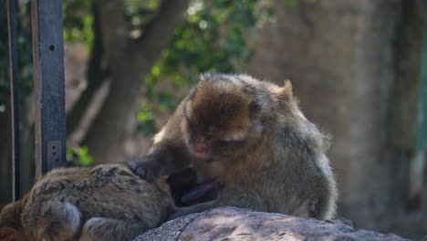 affenfamilie mit baby auf felsen in gibraltar an einem windigen tag