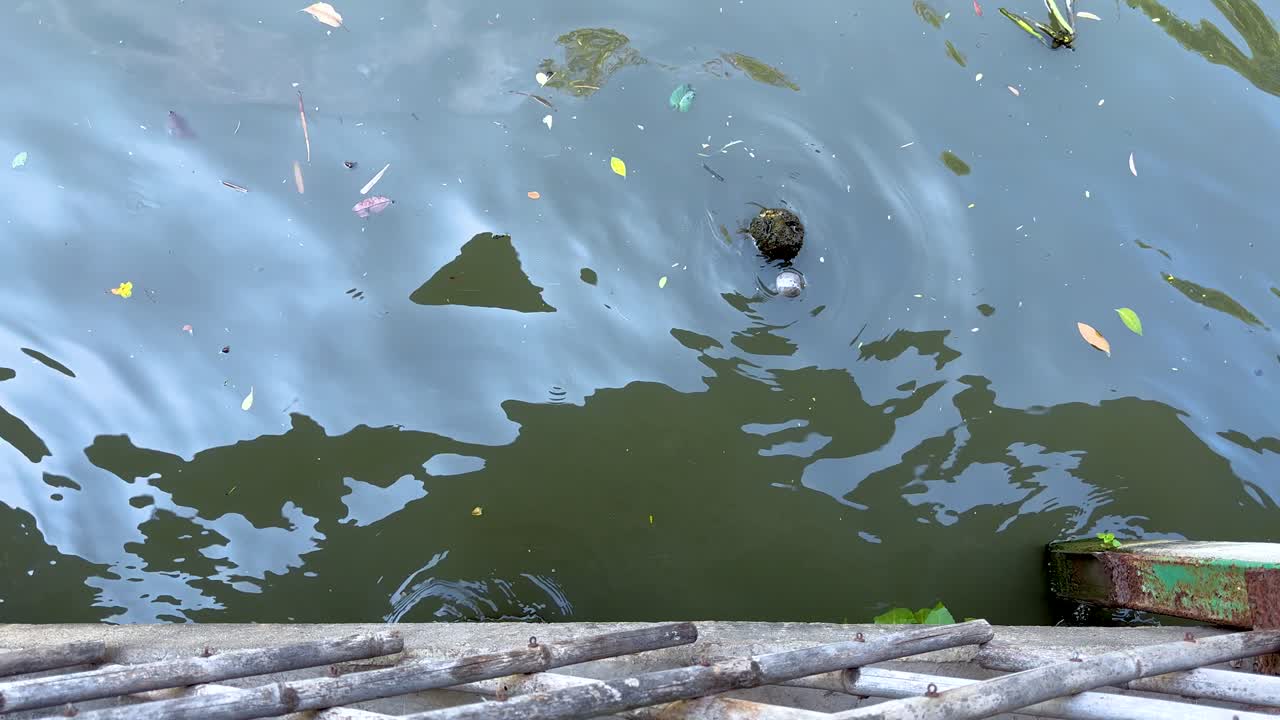 A turtle surfaces and swims in a canal, surrounded by floating leaves, under natural daylight in Bangkok, Thailand