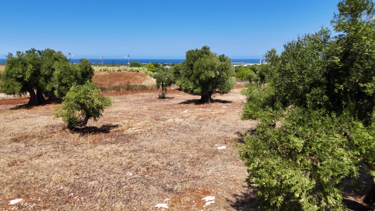 Green olive trees and blue sea in horizon, aerial low altitude view