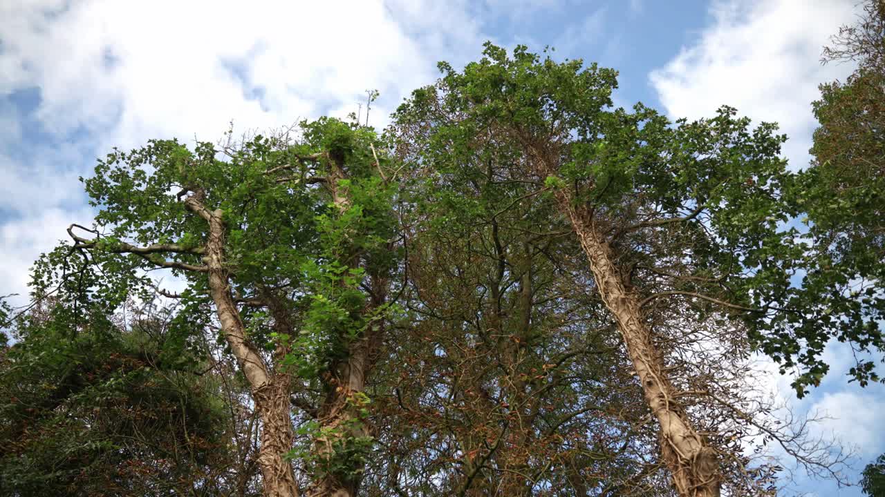 Tall green trees reaching skyward in a tranquil British garden setting