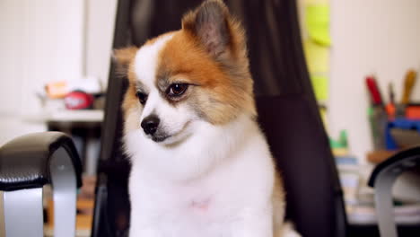 friendly dog sitting on chair and looking at camera