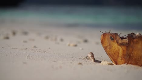 Un-Pequeño-Cangrejo-Ermitaño-Camina-Por-Una-Playa-Blanca-Prístina-Junto-A-Un-Coco