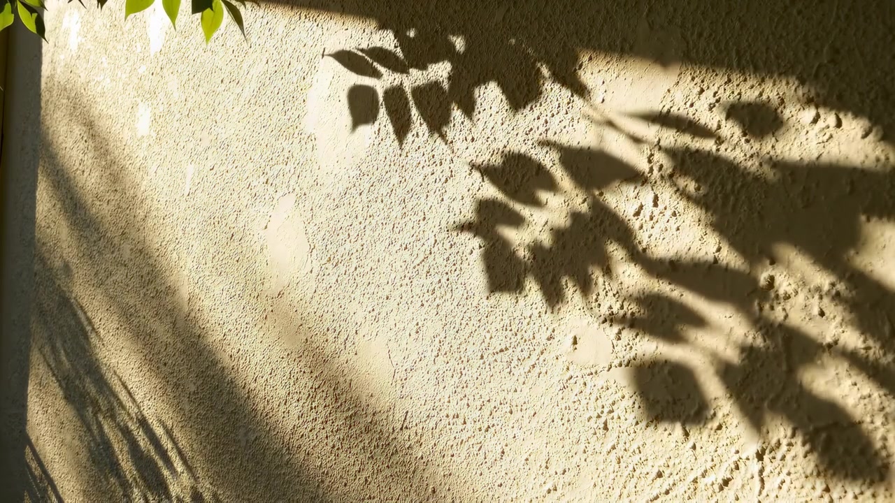 Moving Shadows of Leaves on a Textured Wall in Sunlight