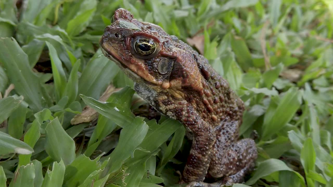 풀밭에 앉아 있는 큰 갈색 개구리, 조심스러운 두꺼비의 세부 사항