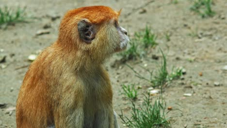 mono patas sentado en el suelo en el parque zoológico salvaje
