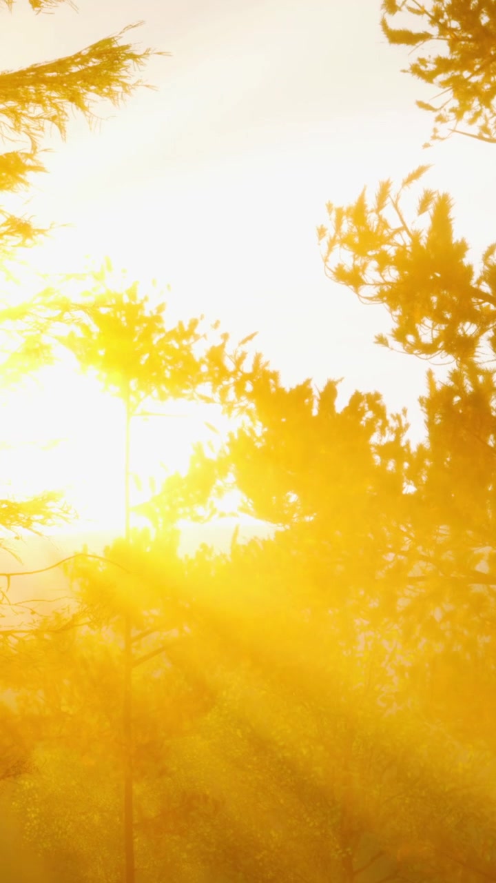 Sunrise creates bright light through trees in outdoor setting