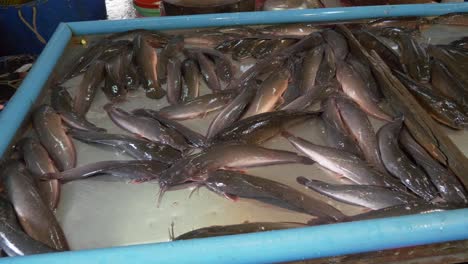 live catfish at street fish seafood market for sale