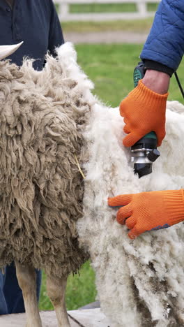 farmer cutting sheep wool. man shearing adult sheep with a professional electric hair clipper on a farm. agricultural process of cutting wool. vertical video