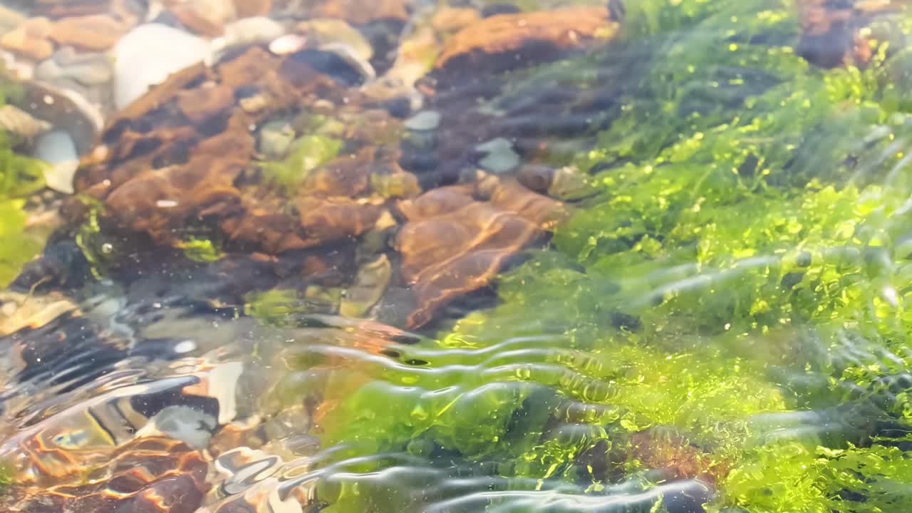 Bright green seaweed sways gently over rocks beneath crystal-clear water, creating a serene underwater scene.
