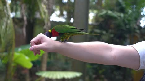 Pequeño-Loro-Arcoiris,-Trichoglossus-Moluccanus-Posado-En-Un-Brazo-Sudoroso,-Sacando-La-Lengua-Y-Lamiendo-Sudores-Salados-En-La-Piel-A-La-Luz-Del-Día,-Parque-De-Vida-Silvestre