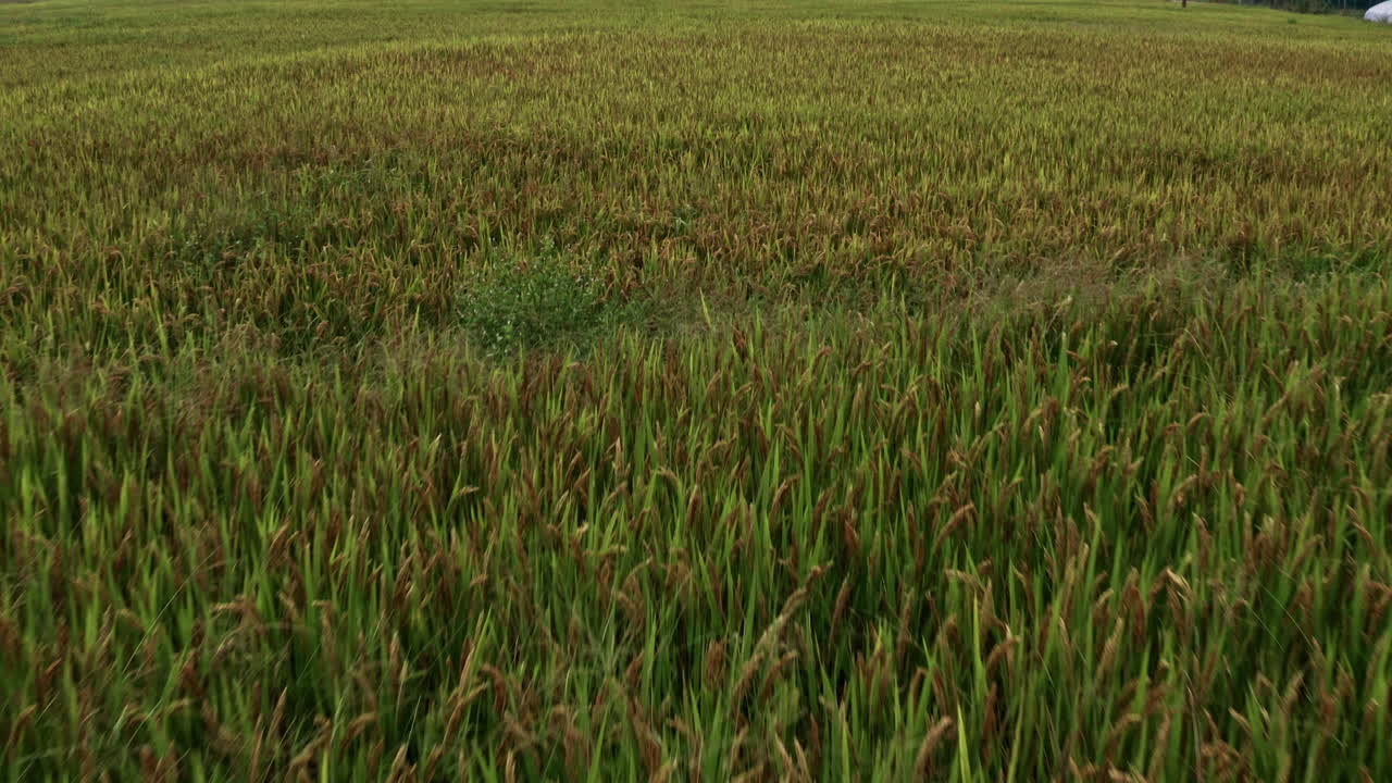 снимок из воздуха над рисовыми полями в моганшане, китай