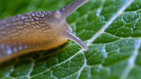 macro shot of a snail on a wet green leaf