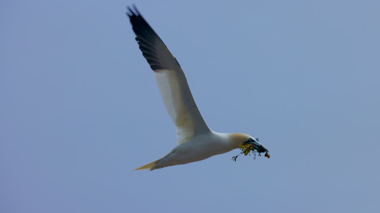 Northern gannet in flight in 4k 60fps slow motion taken at ile Bonaventure in Perc&eacute;, Qu&eacute;bec, Gasp&eacute;sie, Canada