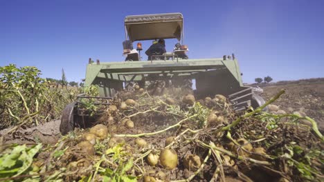 the threshing machine pulls potatoes from the ground.