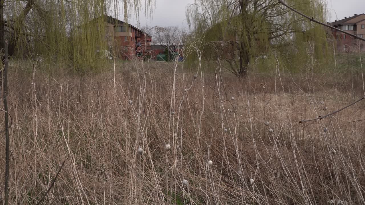 Si può vedere molta vegetazione primaverile, ma ancora nessun verde. Sullo sfondo, ci sono case e salici piangenti.