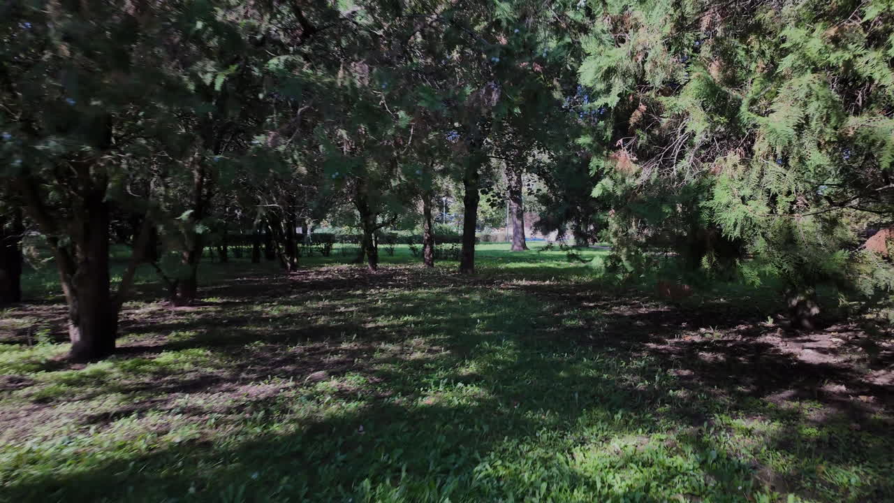 Sunlight filtering through autumn maple leaves