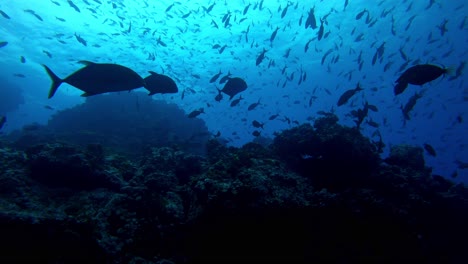 Shot-following-two-fish-swimming-close-to-the-rocky-reef