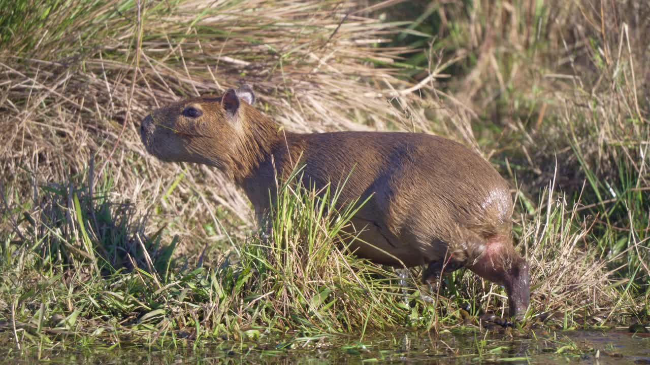 Capybara emerges from wetland reeds, swimming quietly into shallow water with reflection walking out of mud onto tall grass, slow motion