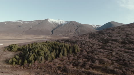 Fliegen-über-Kleinen-Wald-In-Isländischer-Landschaft-In-Richtung-Schneebedeckte-Berge